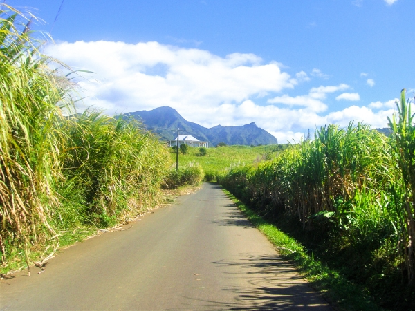 Sugar Cane Road in Reunion Island