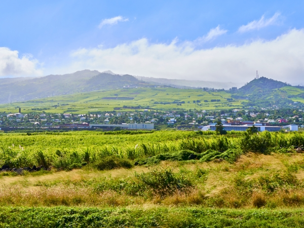 Sugar Cane Fields in Reunion Island